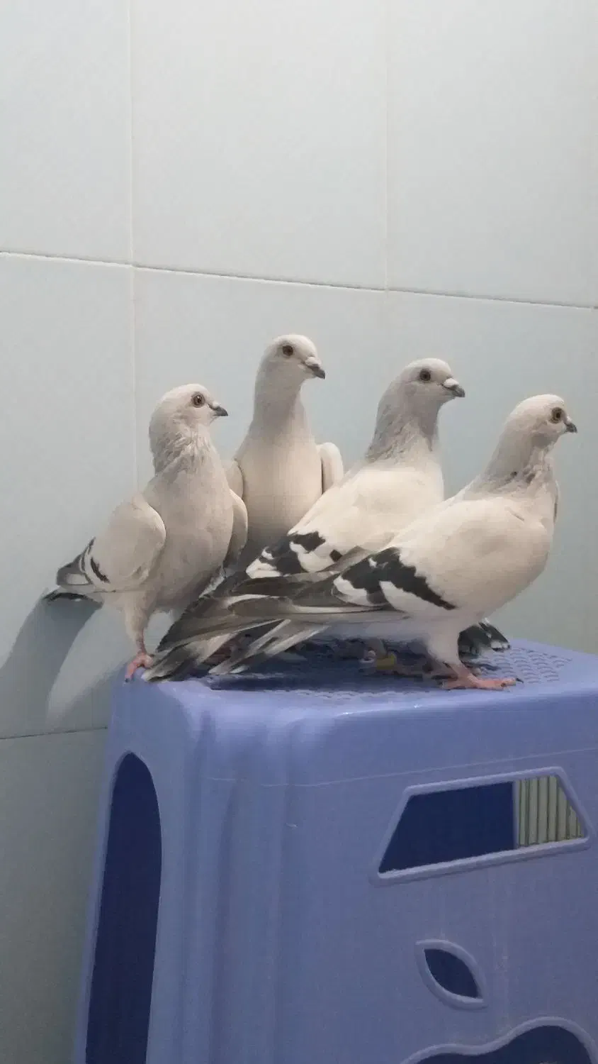 کبوتر شامی|پرنده|آذرشهر, |دیوار