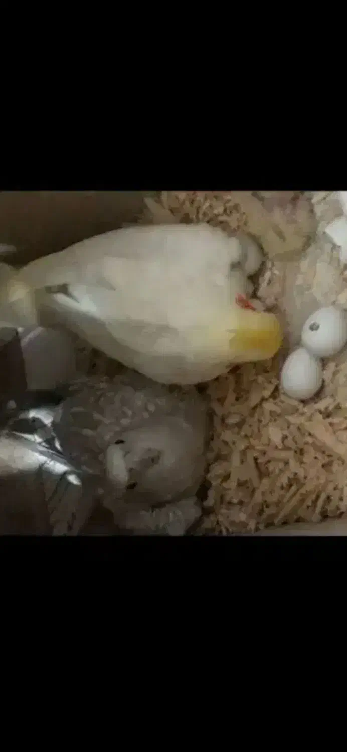 طوطی برزیلی عروس هلندی جوجه و مولد تک و جفت موجوده|پرنده|علیآباد کتول, |دیوار