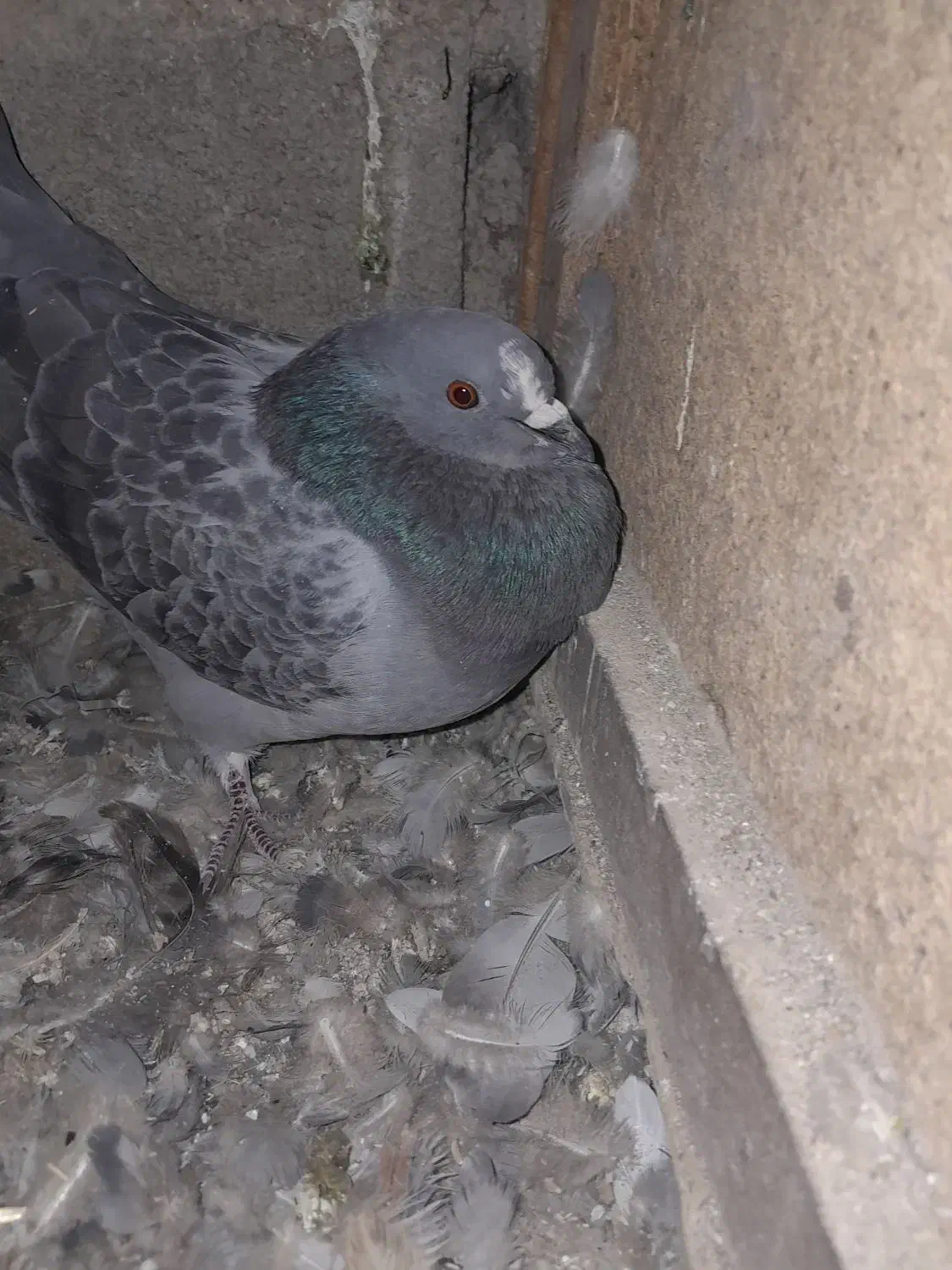 هشت جفت کبوتر پلاکی تخم گذارسالم|پرنده|ایذه, |دیوار