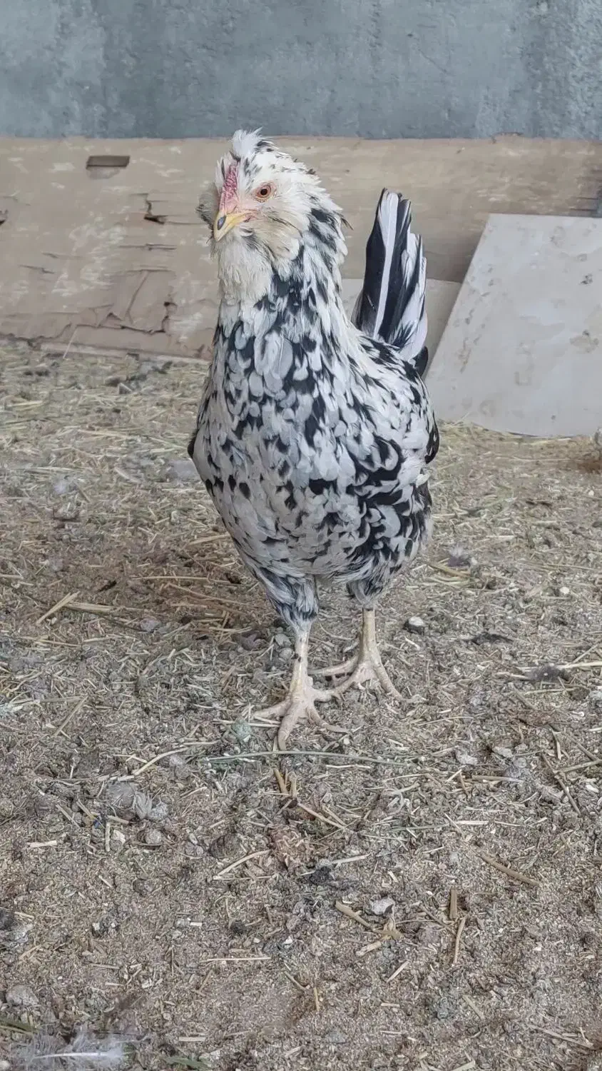 گلین نیمچه و بالغ|حیوانات مزرعه|شهرکرد, |دیوار