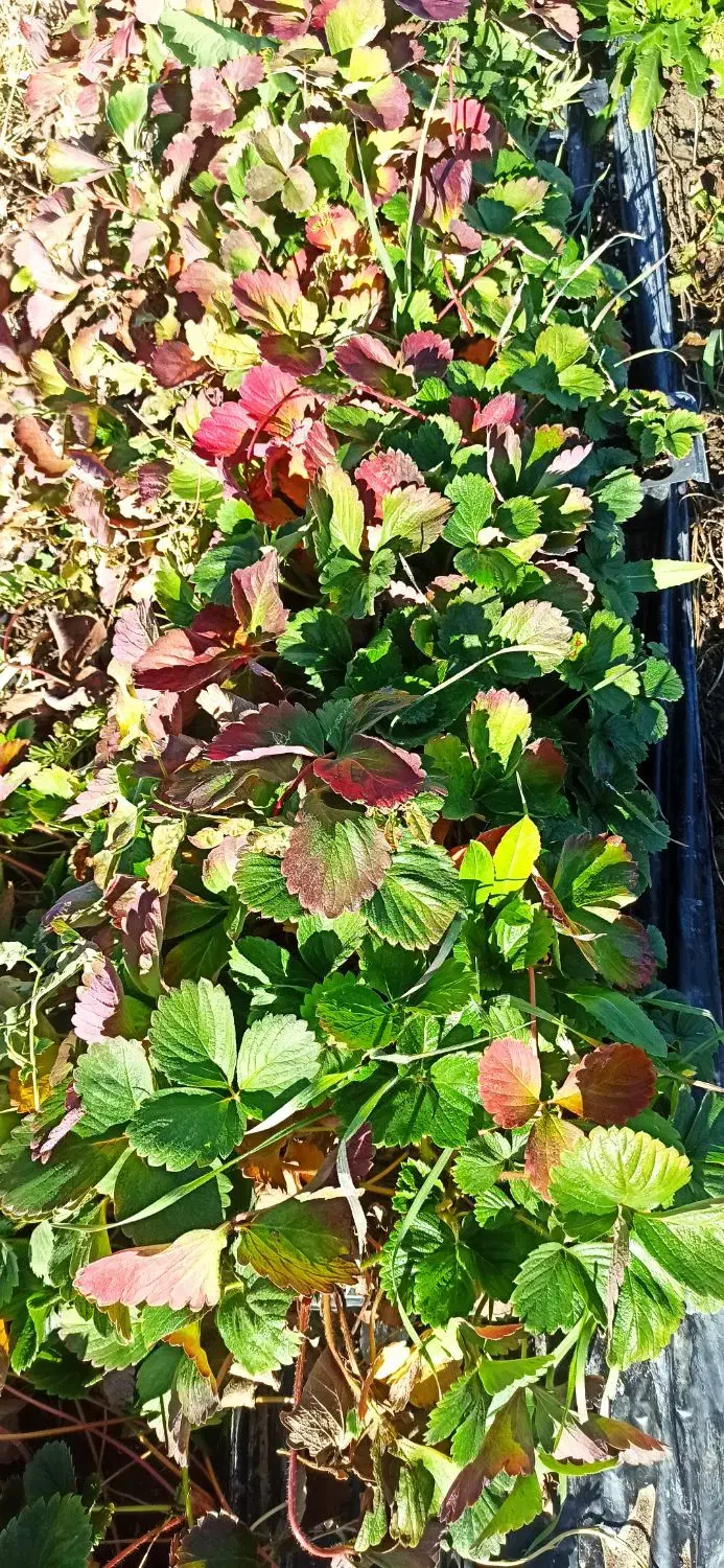 سینی نشا کاماروس20هزار|گل و گیاه طبیعی|جیرفت, |دیوار