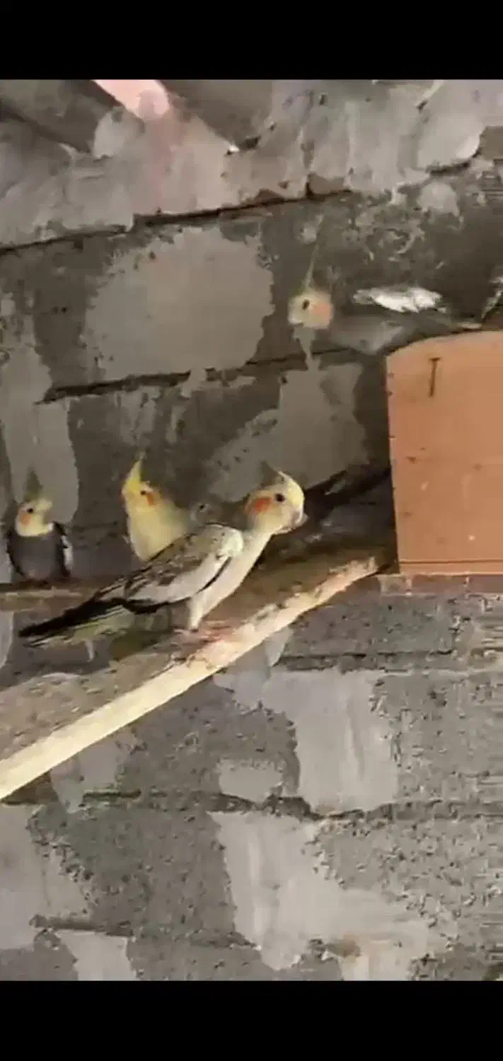 طوطی عروسو قفس مخصوص|پرنده|آمل, |دیوار