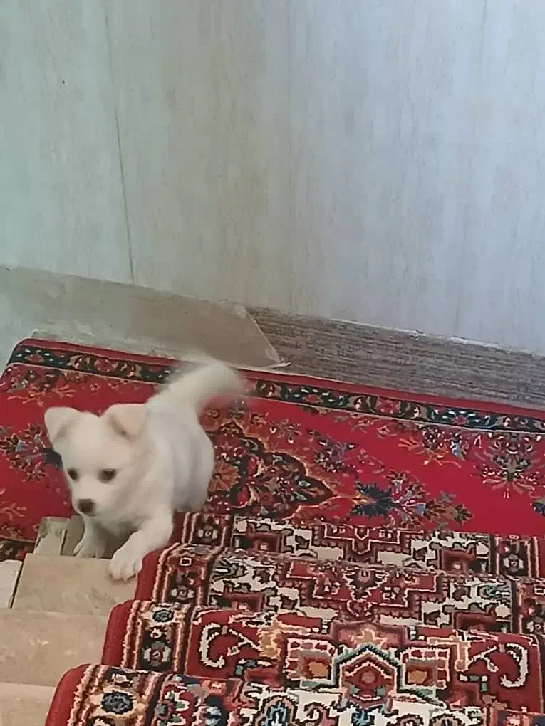 سگ خانگی|سگ|تبریز, |دیوار