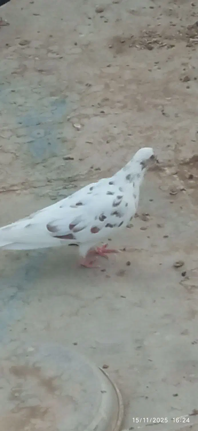 کبوتر|پرنده|اردکان, |دیوار