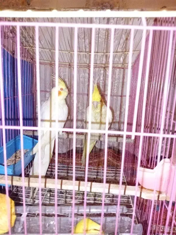 عروس هلندی لوتینو نر|پرنده|خرم‌آباد, |دیوار