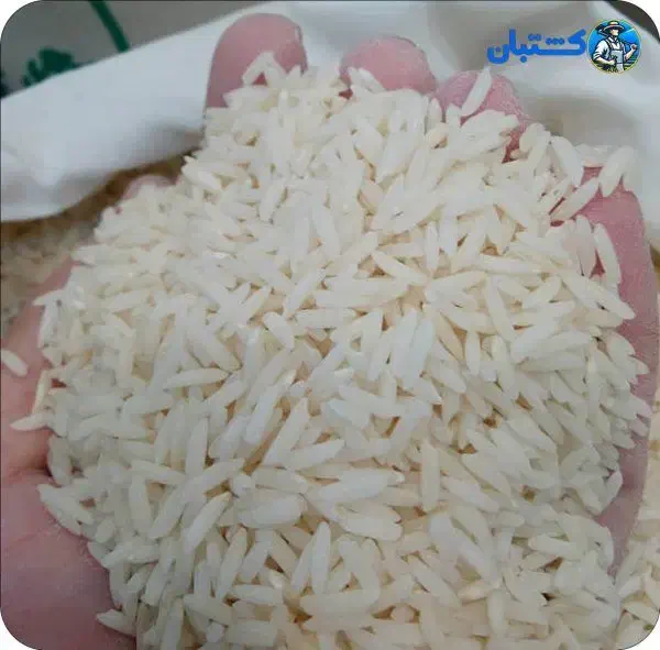 برنج هاشمی اصل مازندران محصول 1404|خوردنی و آشامیدنی|تهران, مولوی|دیوار