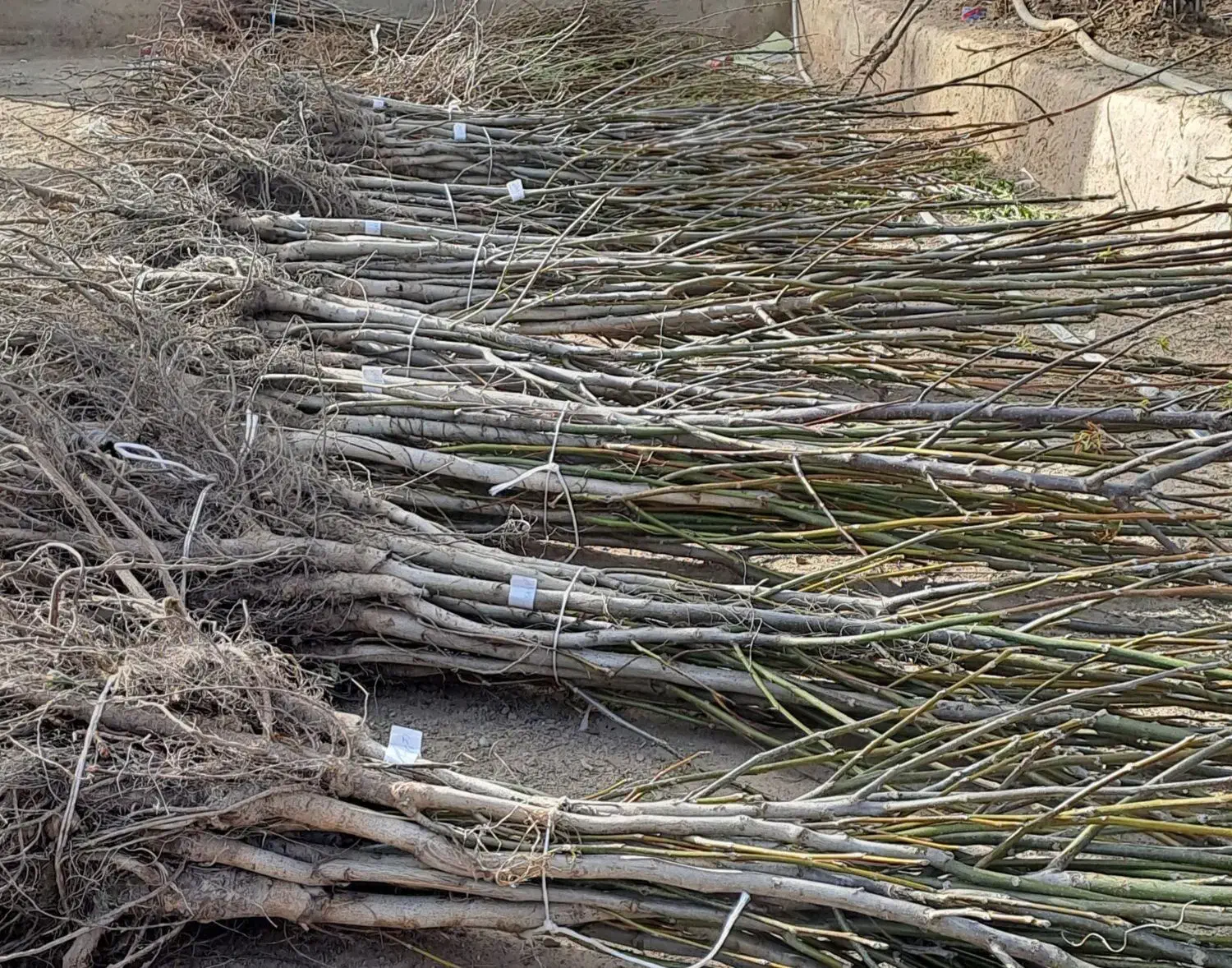 نهالستان نهال های خاص و درجه یک|خدمات باغبانی و درختکاری|سبزوار, ابوریحان|دیوار