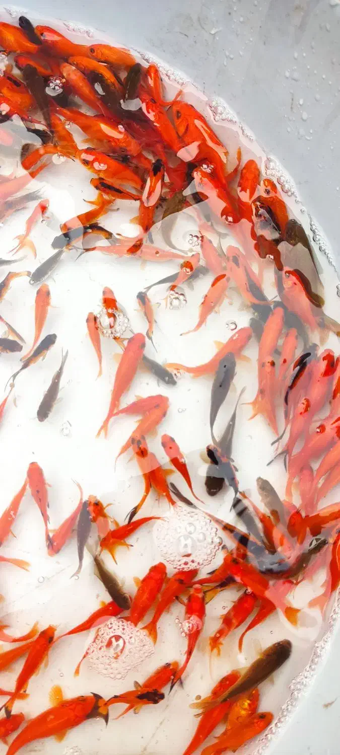 ماهی قرمز|ماهی|چالوس, |دیوار