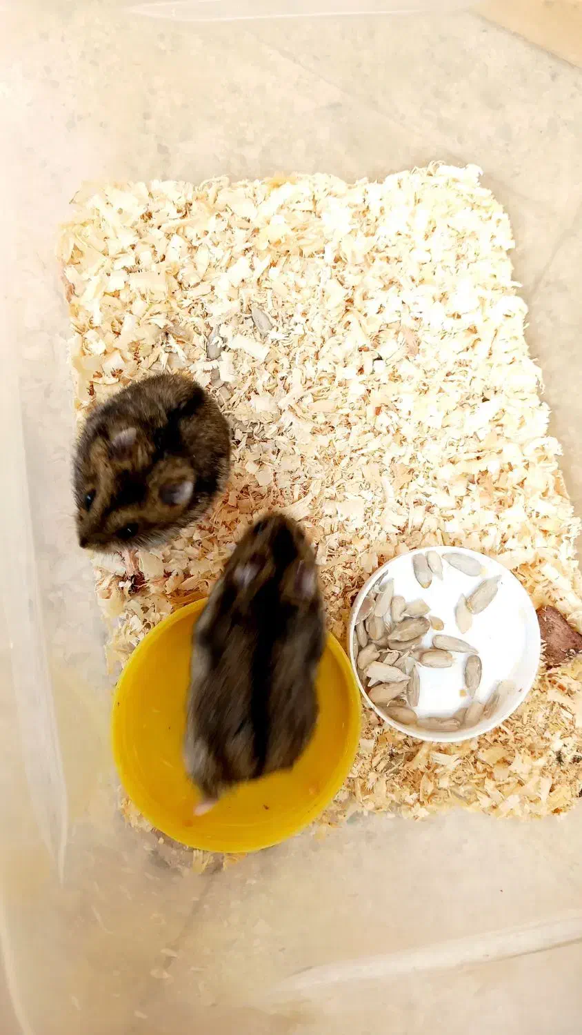 همستر|موش و خرگوش|همدان, |دیوار