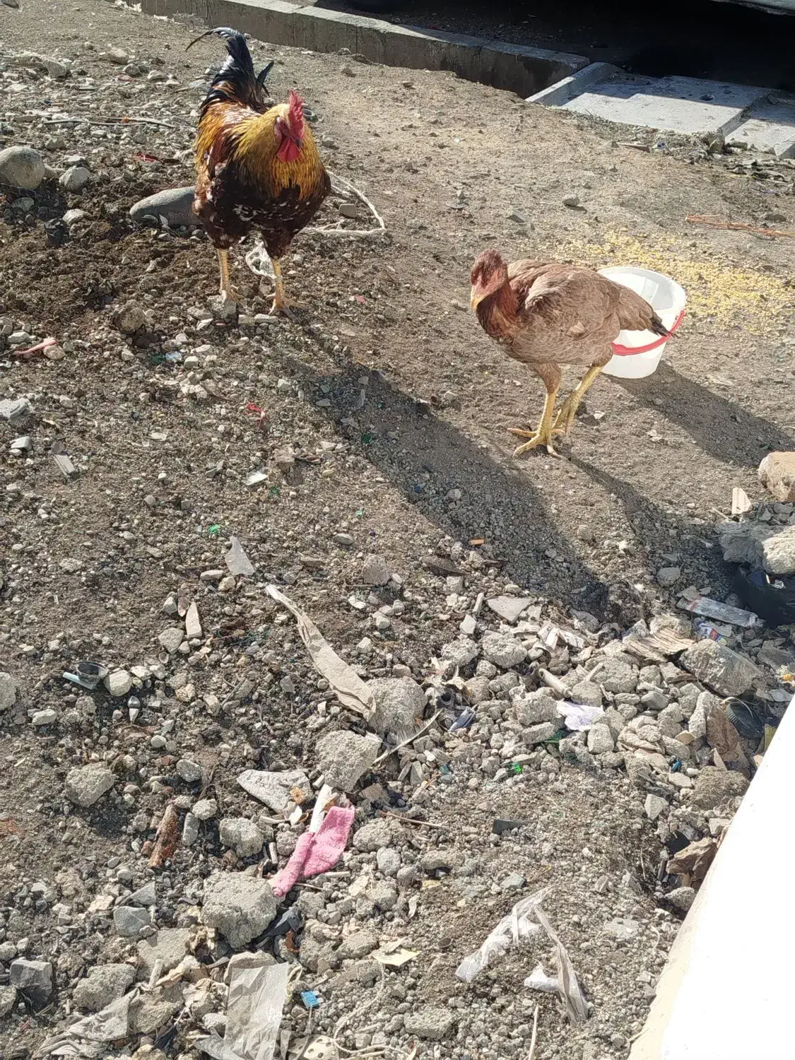 کشتار. مرغ خروس برای چشم نظر|حیوانات مزرعه|تهران, صادقیه|دیوار