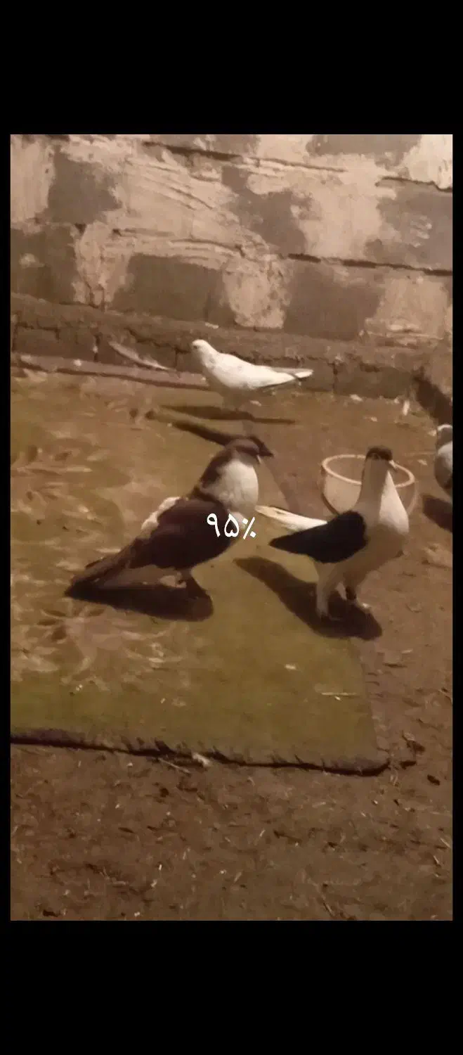 کبوتر شیخی|پرنده|اشنویه, |دیوار