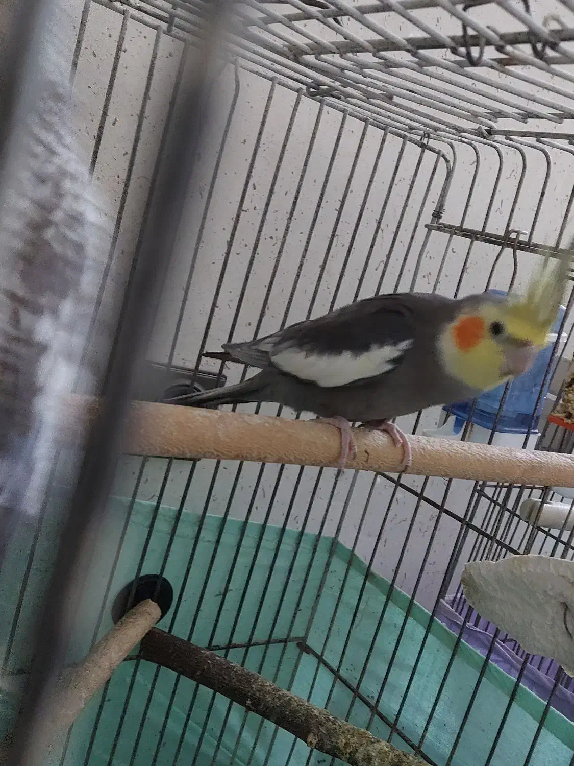 عروس هلندی|پرنده|بندرعباس, |دیوار