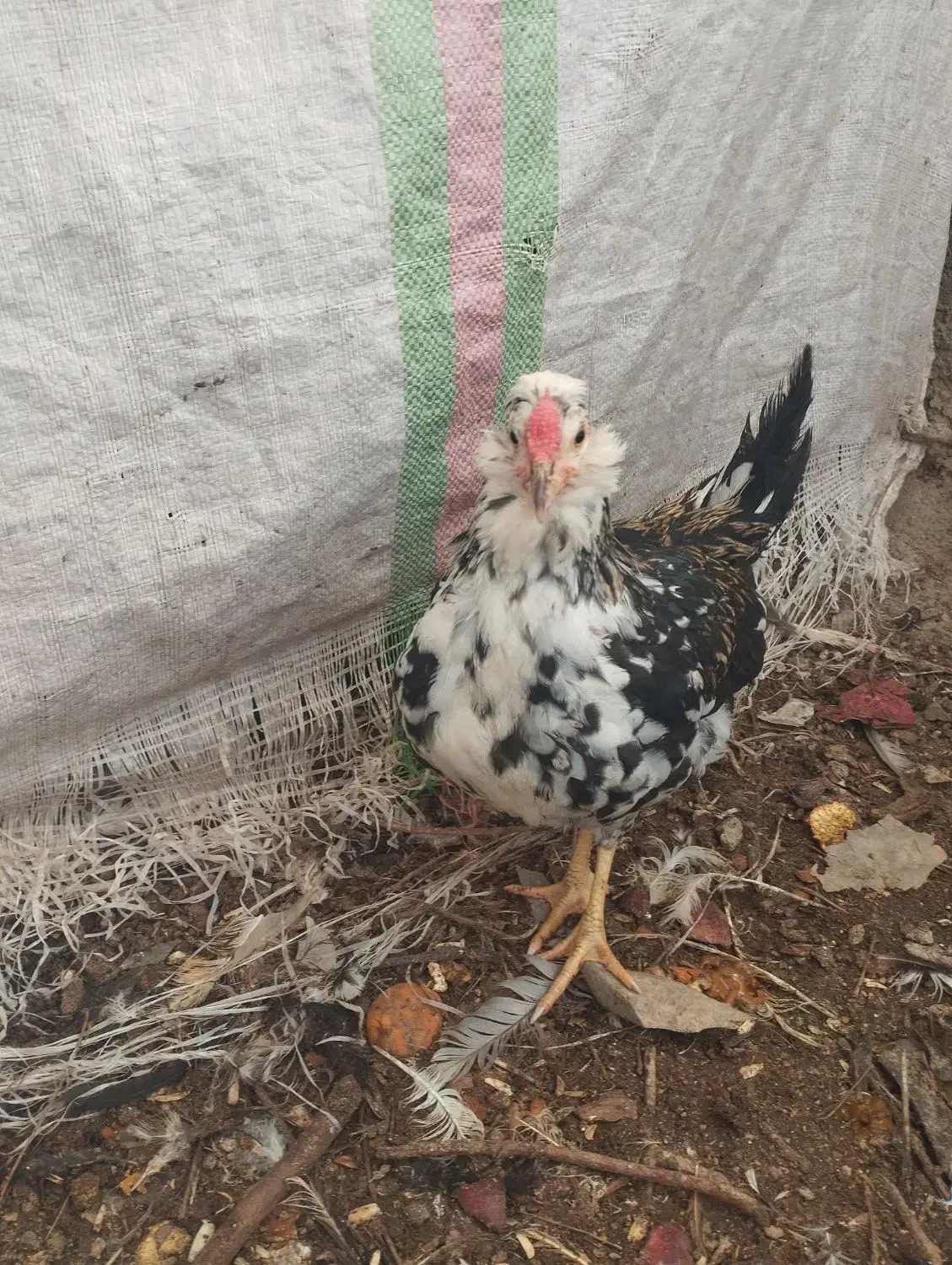 تخم مرغ نطفه دار گلین لری اصل|حیوانات مزرعه|درمیان, |دیوار