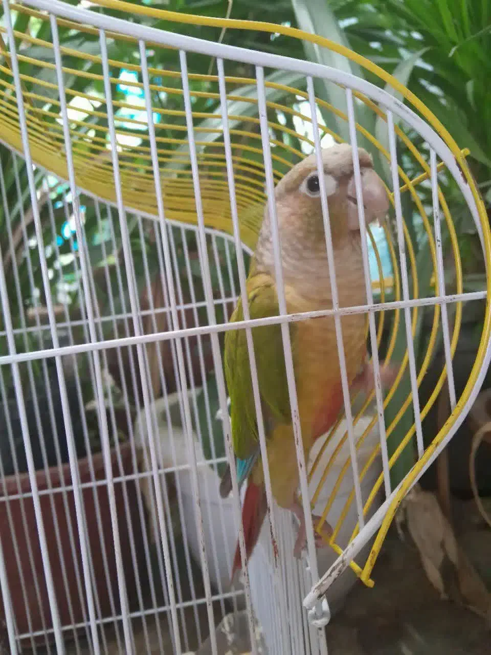 طوطی گیرینچک|پرنده|برخوار, |دیوار