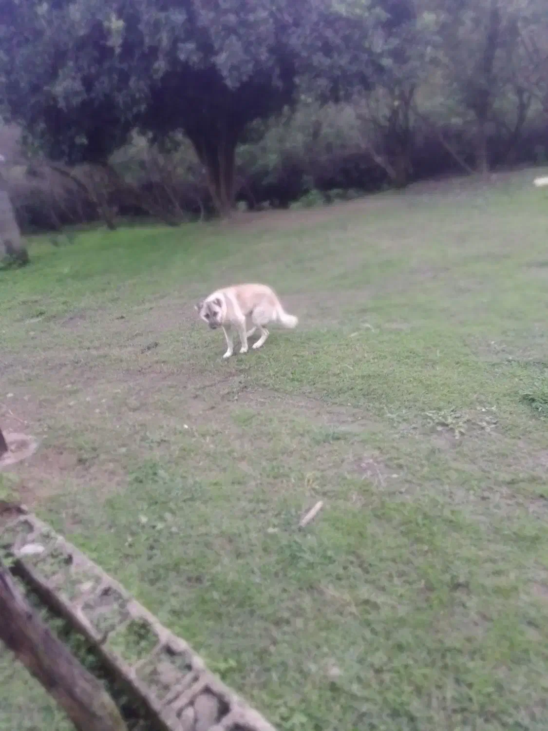 سگ چوپانی و محلی|سگ|احمدسرگوراب, |دیوار