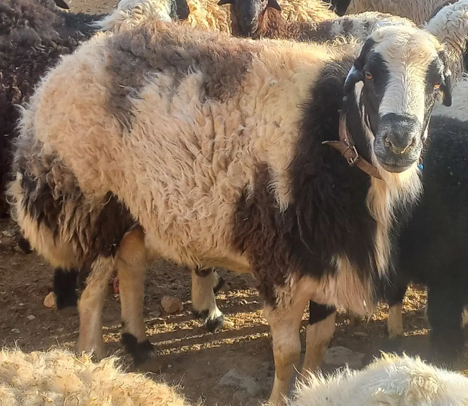 قوچ|حیوانات مزرعه|معصومیه, |دیوار