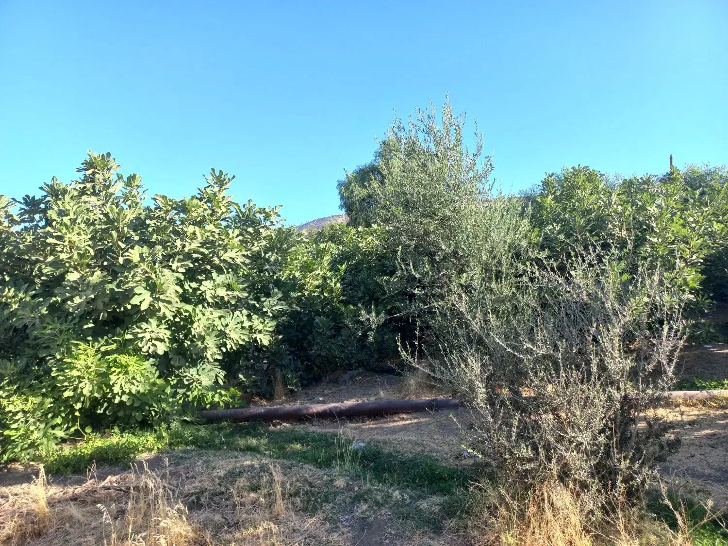 باغ و منزل مسکونی|فروش خانه و ویلا|معمولان, |دیوار