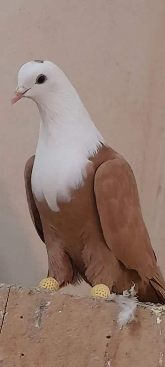 کلاغ کربلایی وساده سرخ کاکلی اس اس|پرنده|مشهد, انقلاب|دیوار