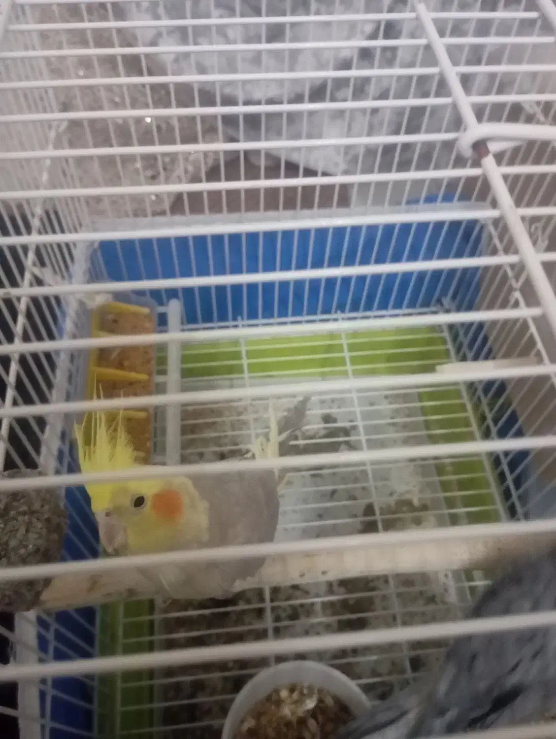 عروس هلندی ماده|پرنده|برخوار, |دیوار