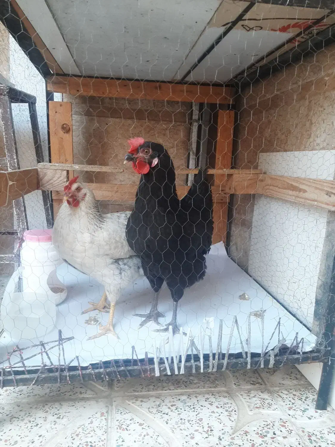 ۲عدد مرغ تخمگذار رسمی سالم|حیوانات مزرعه|وحیدیه, |دیوار