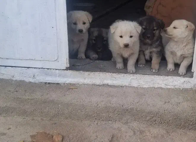 پاکوتاه های نژاد اروپایی سه ماهه گلدن|سگ|مراغه, |دیوار