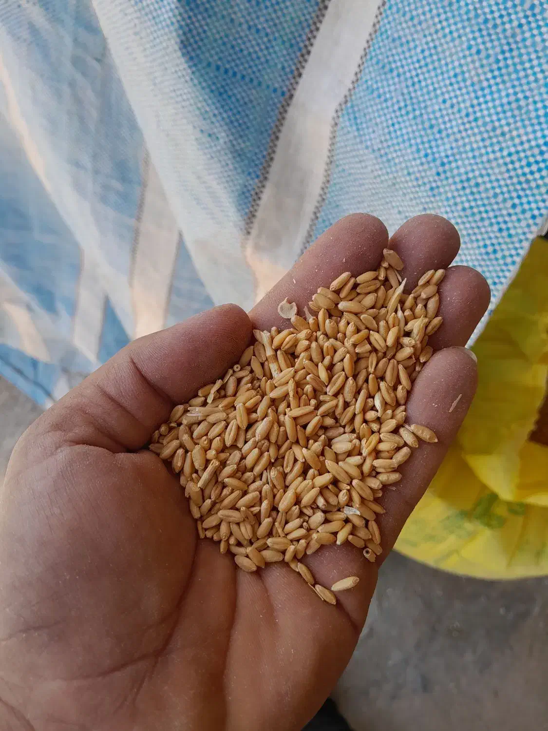 گندم|عمده‌فروشی|بیرانوند, |دیوار