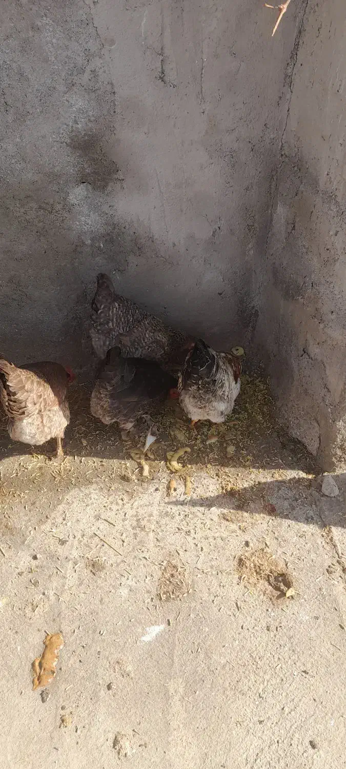 ۴ عدد مرغ|حیوانات مزرعه|سیلاخور, |دیوار