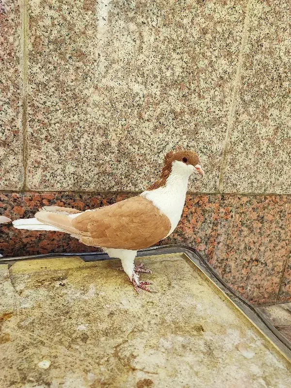 جفت بدرنگ خوشرنگ کاکلی زرد پشت کبوتر دمگیر شیرازی|پرنده|لنجان, |دیوار