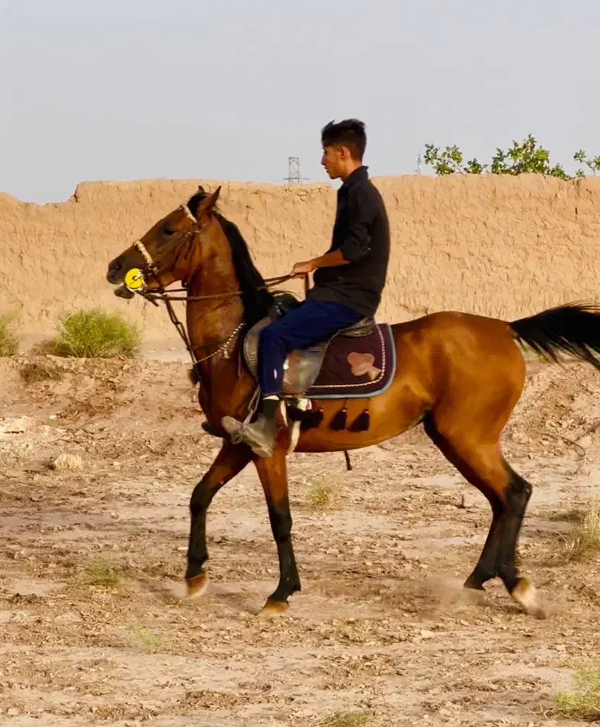 مادیون با کره|اسب و تجهیزات اسبسواری|رفسنجان, |دیوار