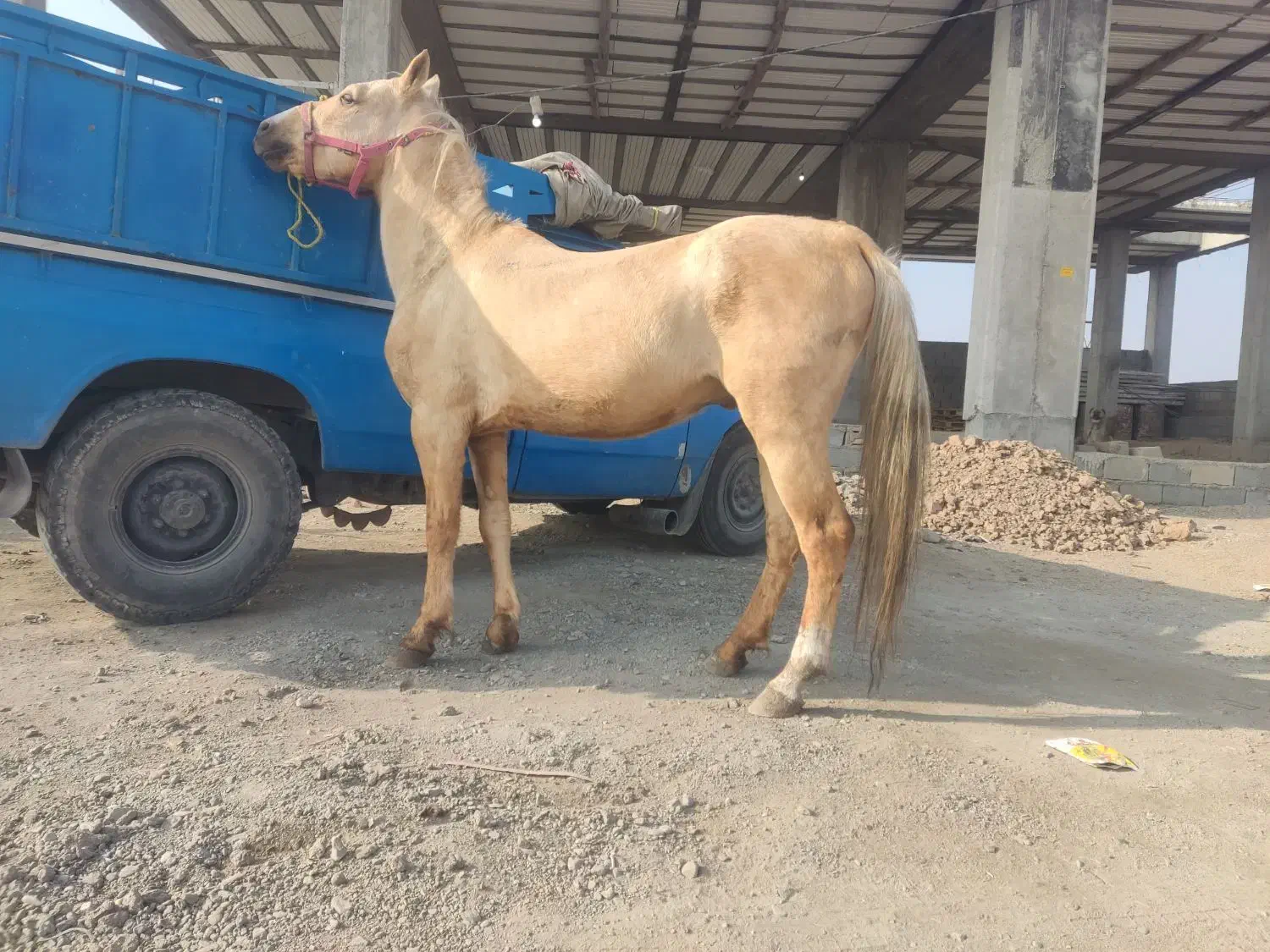 نریان خالص کرد داری برگه کشش|اسب و تجهیزات اسبسواری|میاندوآب, |دیوار