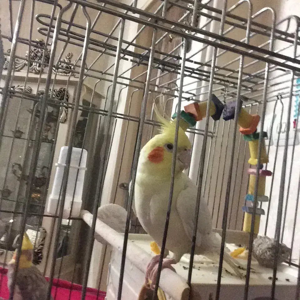 عروس هلندی سالم ‌سرحال|پرنده|گلستان (تهران), |دیوار