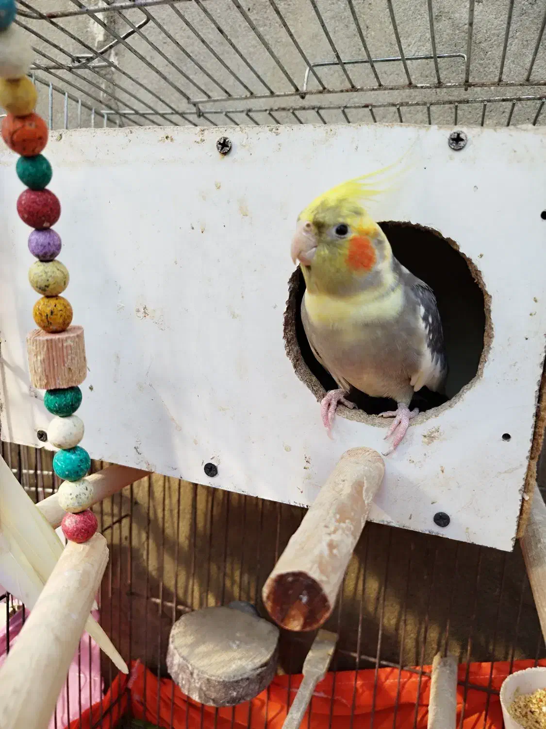 عروس هلندی جفت|پرنده|رودسر, |دیوار