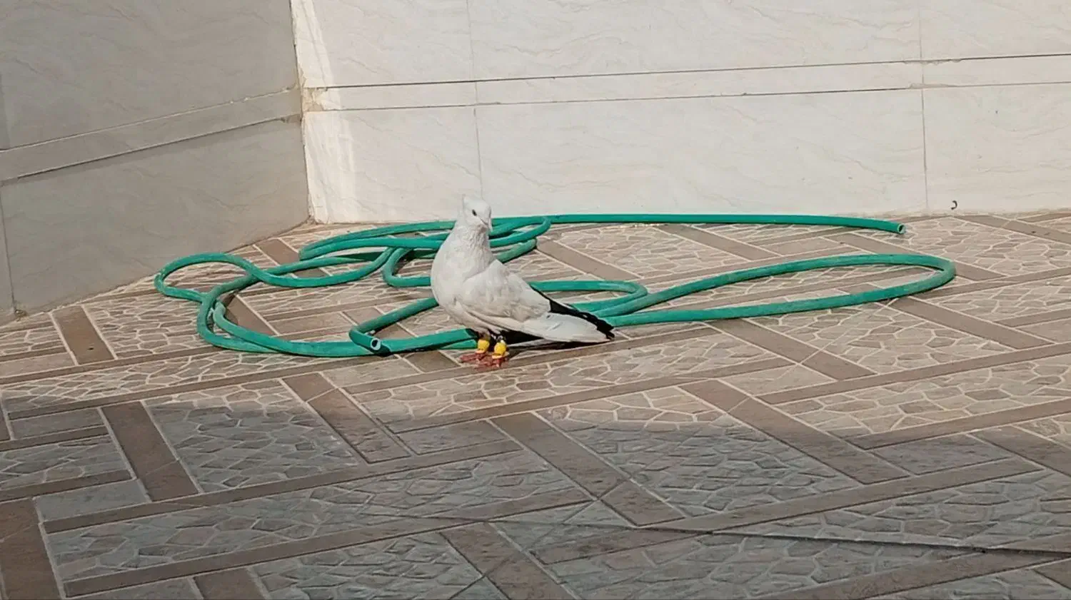 دمبی|پرنده|شوش, |دیوار