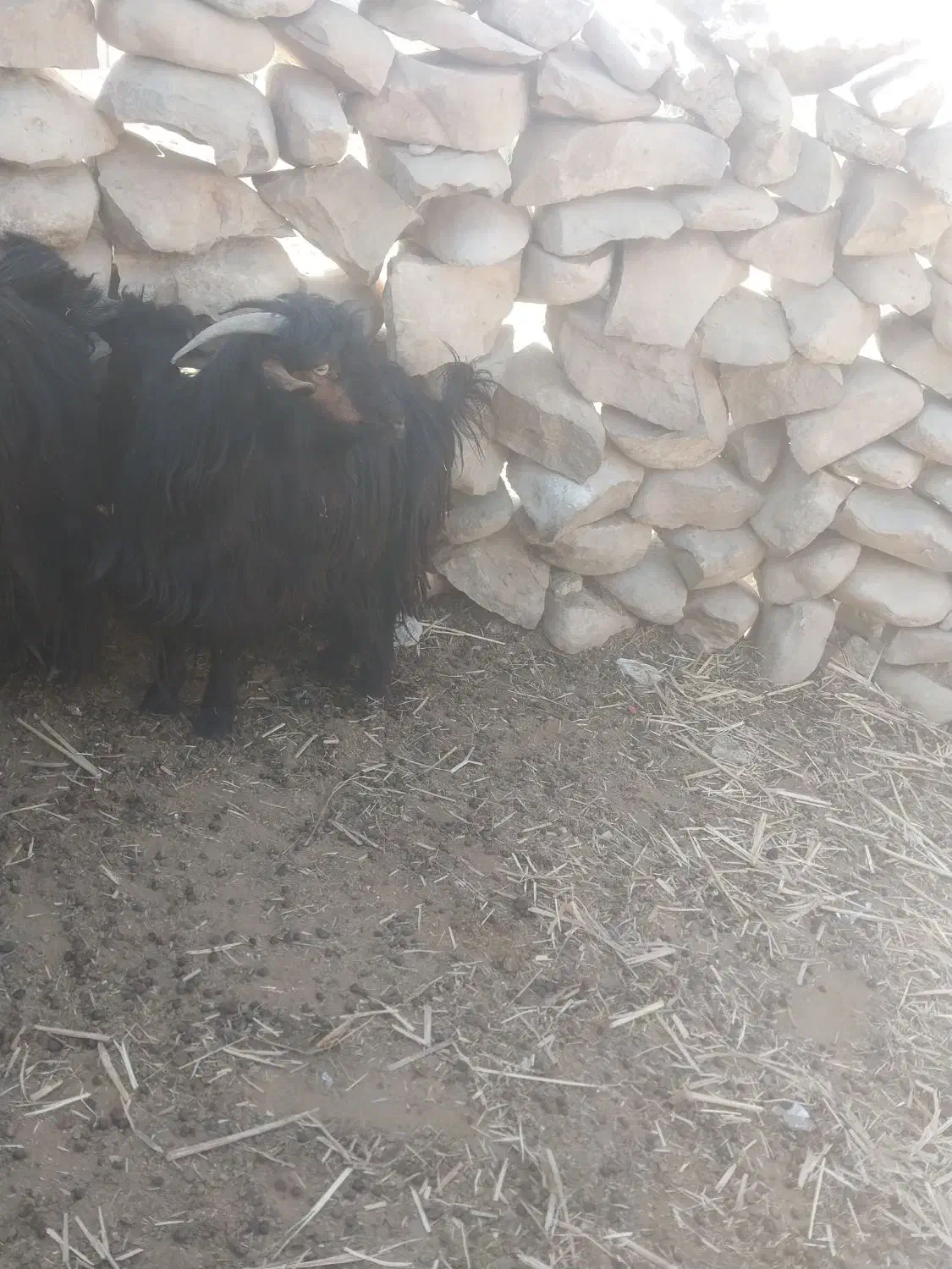 تیشتر بز بیگ|حیوانات مزرعه|مسجد سلیمان, |دیوار