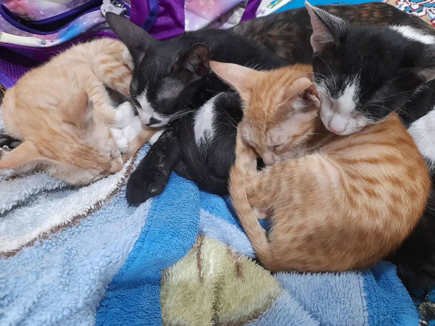 واگذاری گربه یک دونه ماده و سه تا نر آرام و سالم|گربه|بهبهان, |دیوار