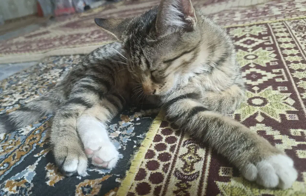 واگذاری دو بچه گربه ۸ماهه|گربه|اصفهان, عمان سامانی|دیوار