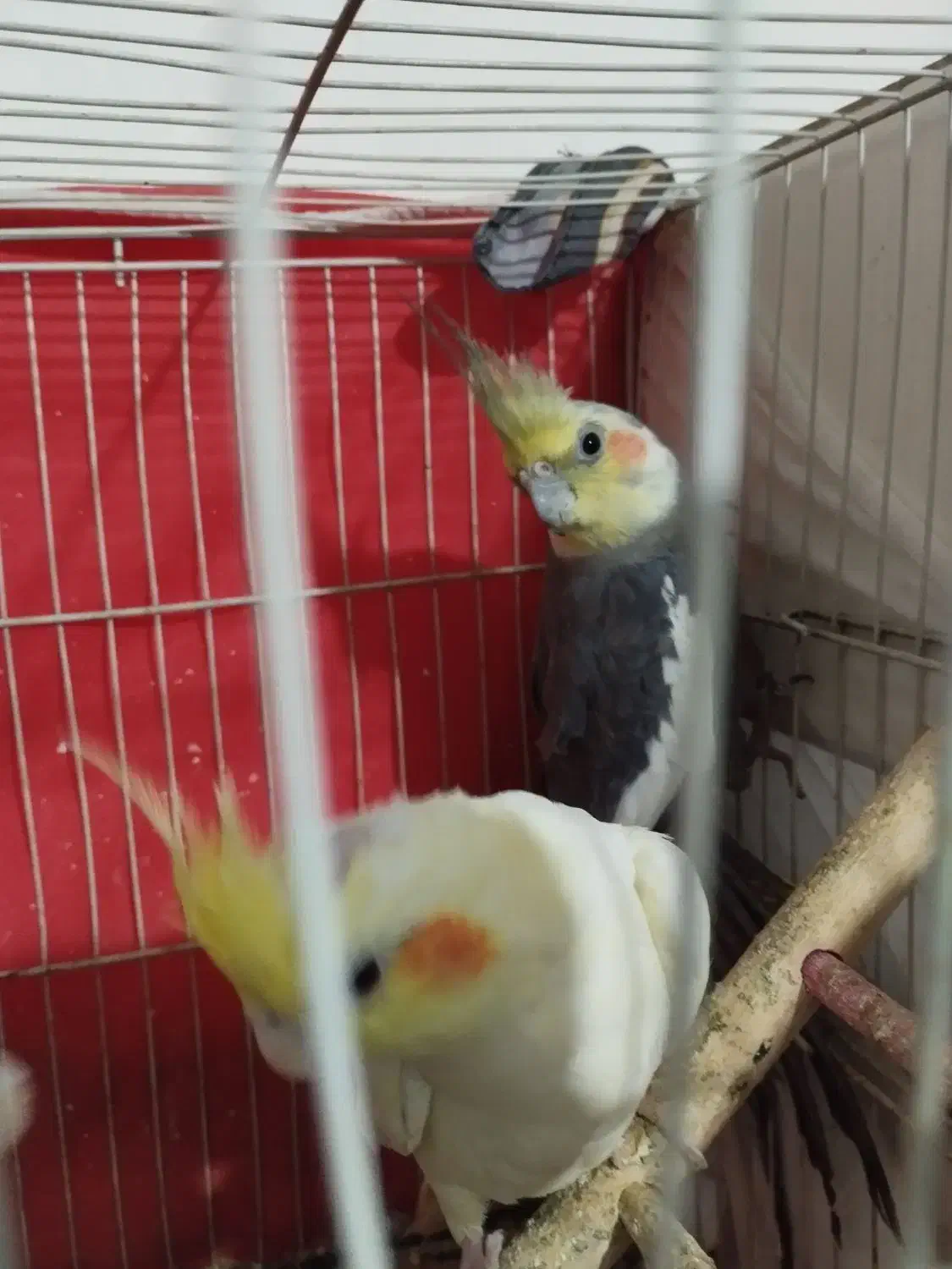 جفت عروس هلندی|پرنده|چناران, |دیوار