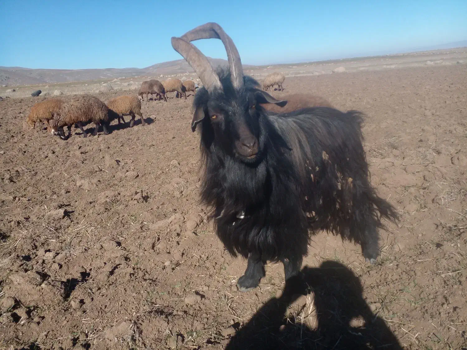 بز نر|حیوانات مزرعه|اردبیل, |دیوار