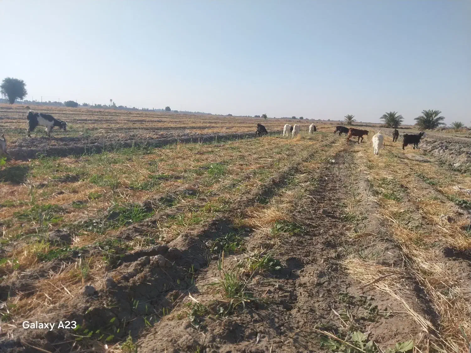 فروش بزغاله پرواری|حیوانات مزرعه|رامهرمز, |دیوار