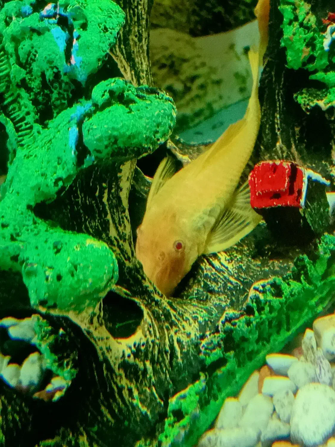 زینتی ماهی|ماهی|الوند, |دیوار