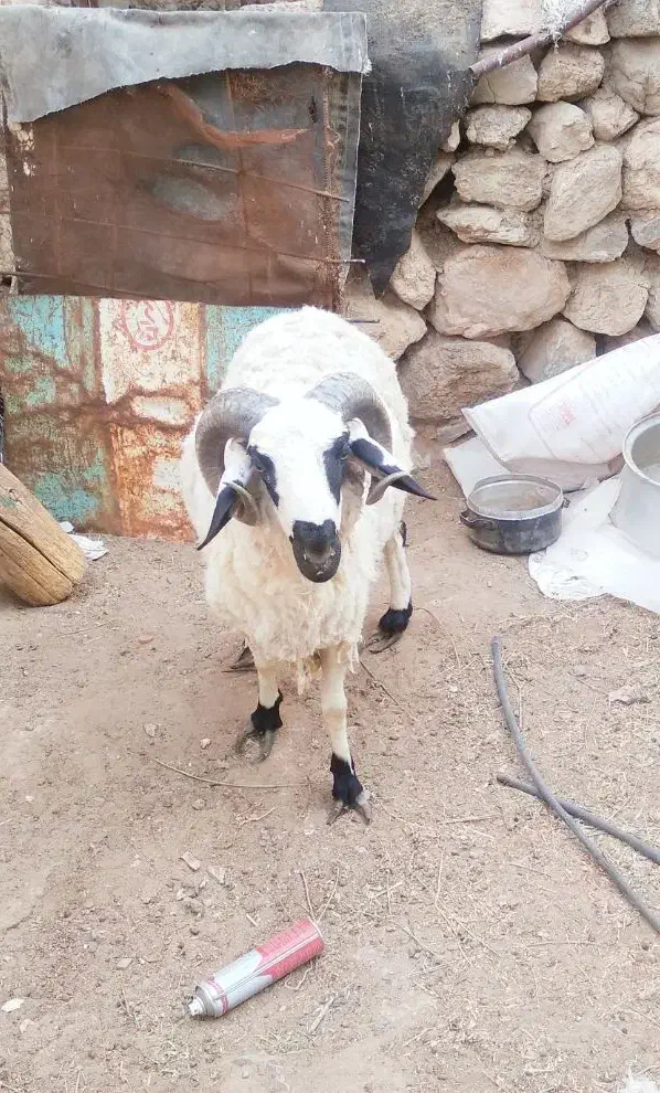 بره نر|حیوانات مزرعه|کیانشهر, |دیوار