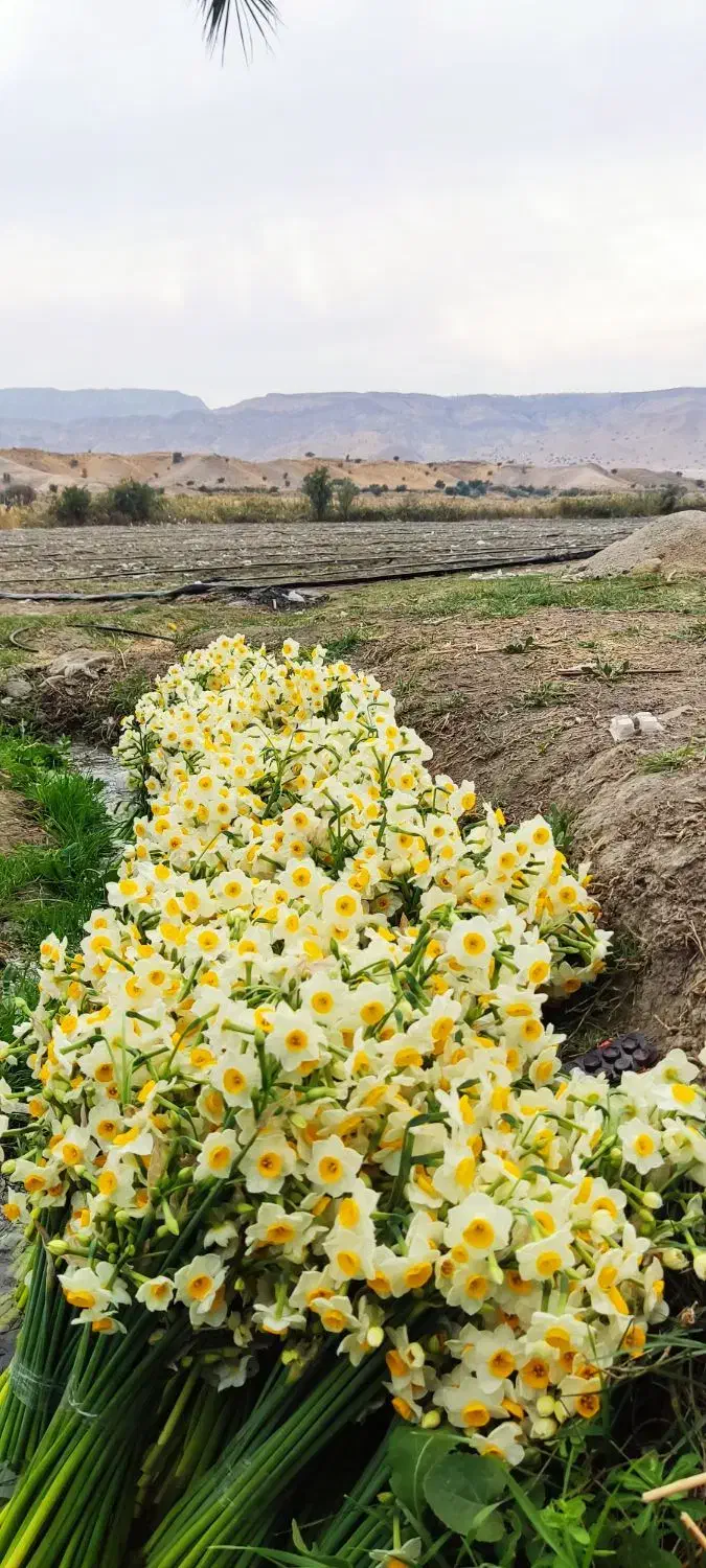 پخش عمده روزانه گل نرگس|گل و گیاه طبیعی|جره و بالاده, |دیوار