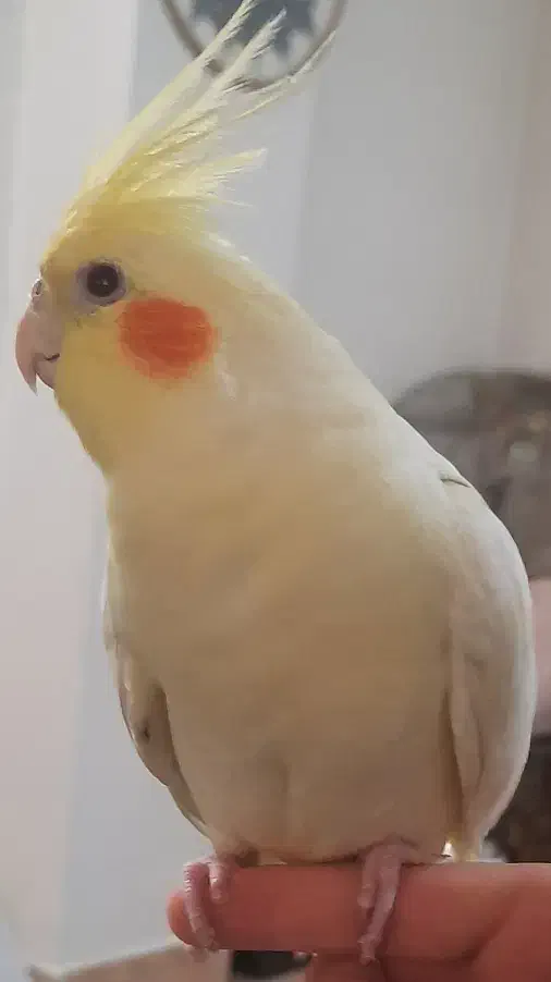 عروس هلندی|پرنده|تهران, وحیدیه|دیوار