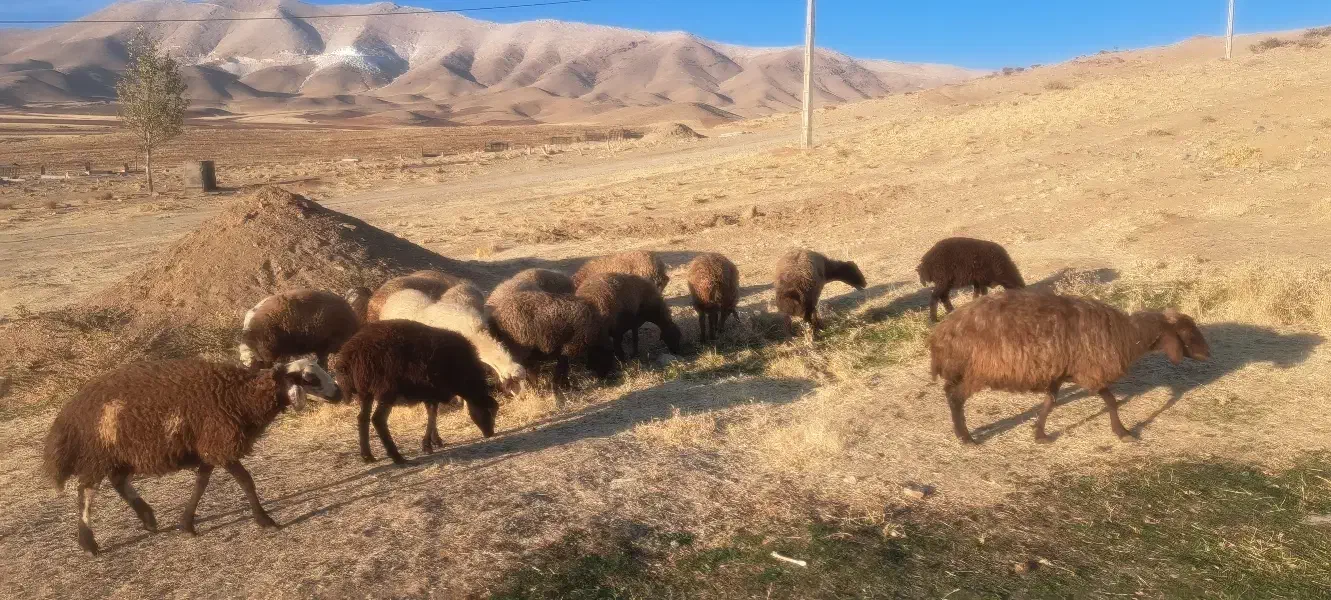 میس بره|حیوانات مزرعه|ازنا, |دیوار