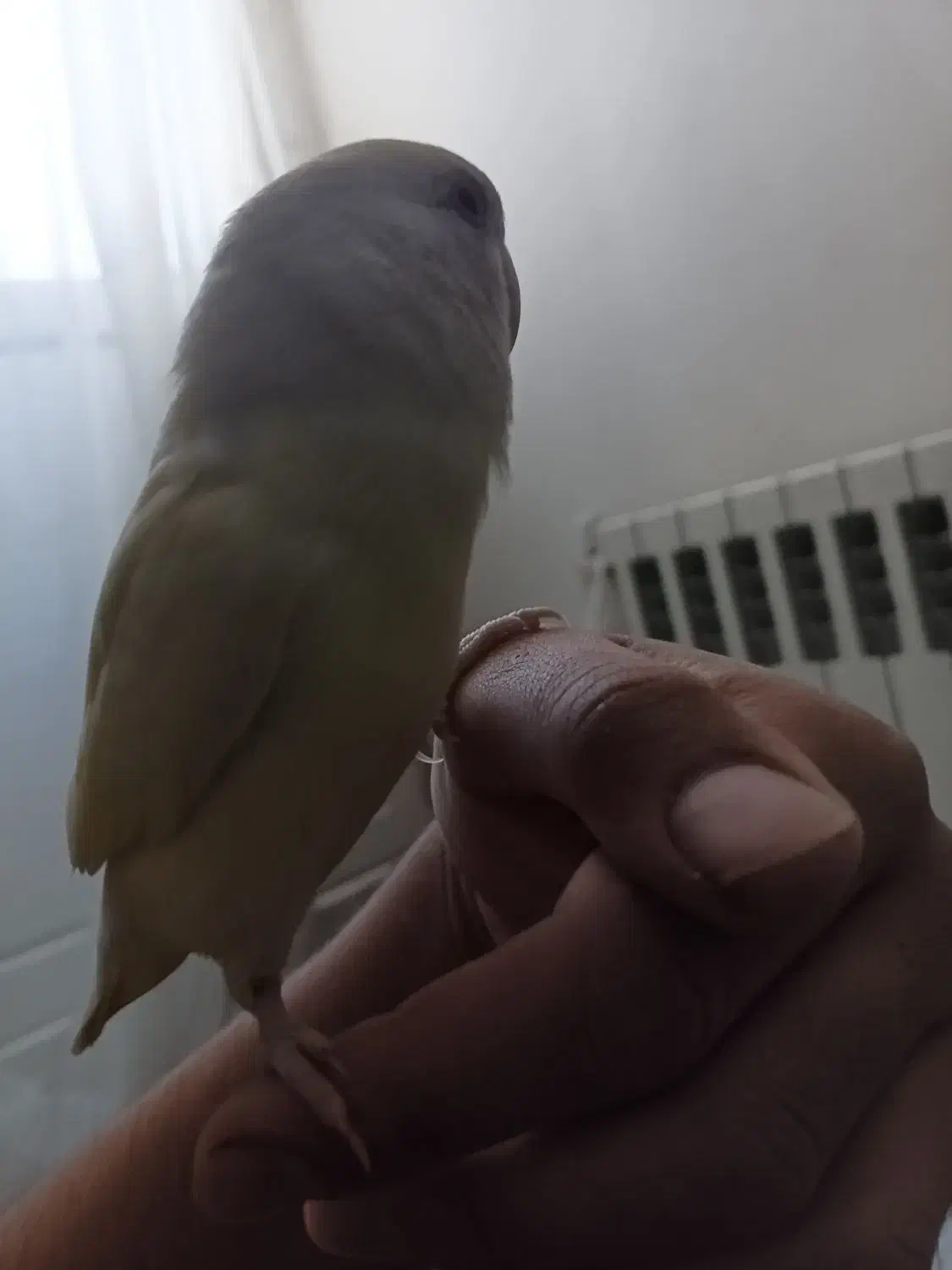 طوطی|پرنده|شیراز, تاچارا|دیوار