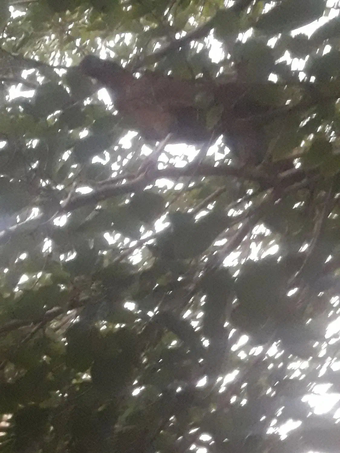 تخمرغ عشایری|حیوانات مزرعه|اصفهان, مفتح|دیوار