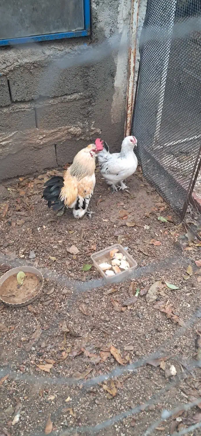 مرغ و خروس مینیاتوری|حیوانات مزرعه|پارسآباد, |دیوار