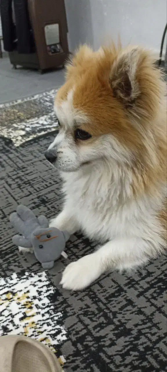 سگ پامر|سگ|مشهد, چهاربرج|دیوار