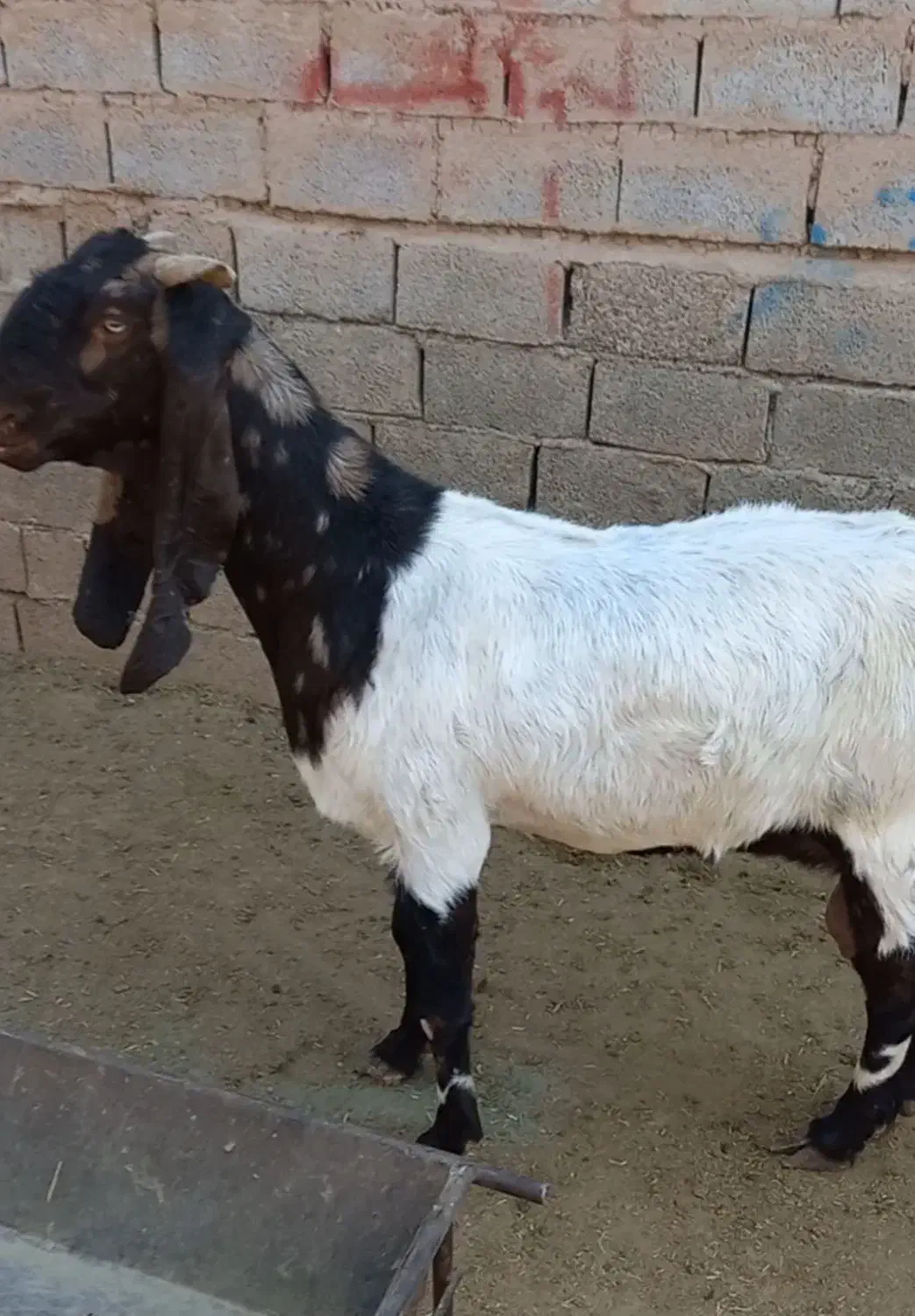 ۲عددبزپاکستانی ماده|حیوانات مزرعه|اهواز, فرهنگ شهر|دیوار