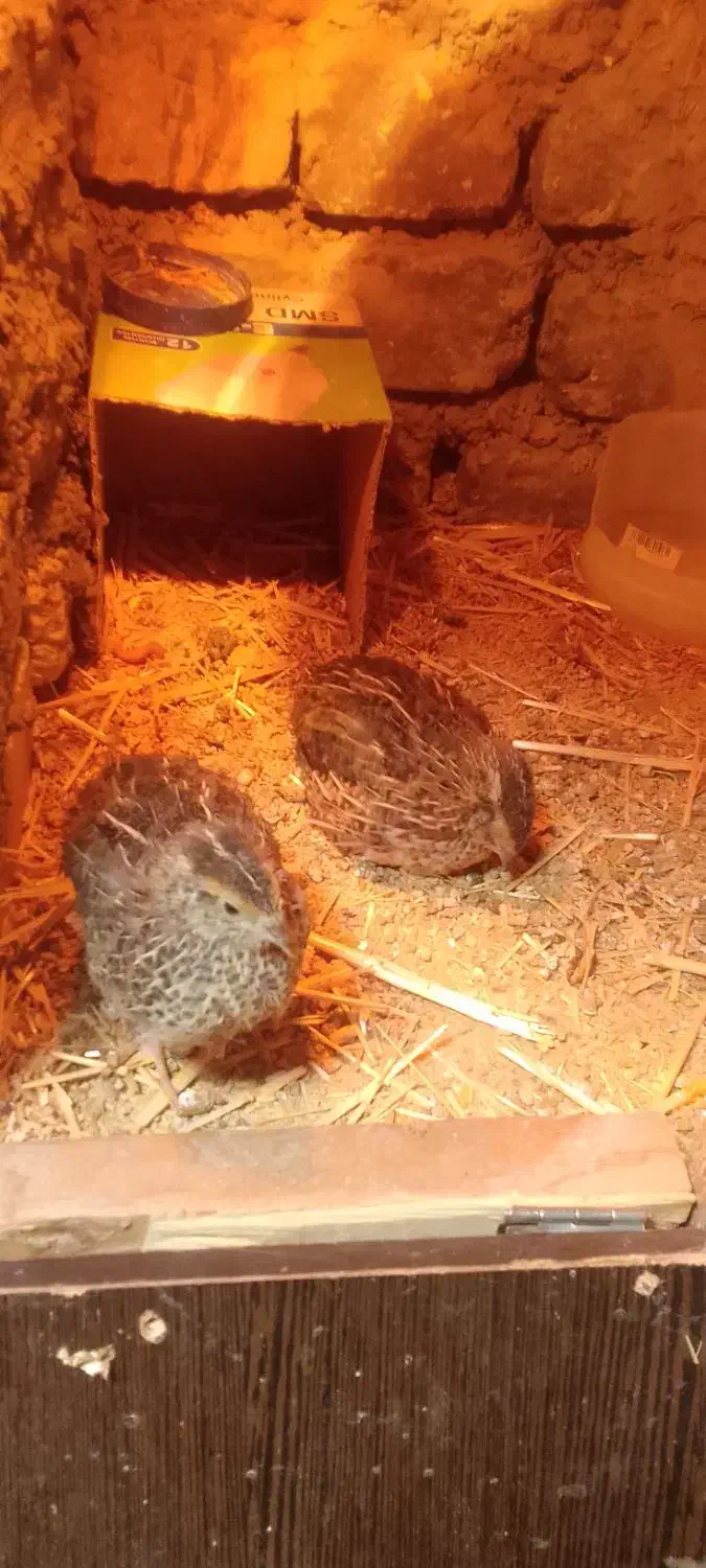 جوجه بلدرچین|حیوانات مزرعه|چناران, |دیوار